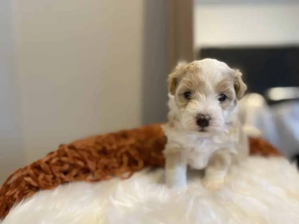 Havapoo grooming: Lemon, a Havapoo puppy from Home Raised Puppies
