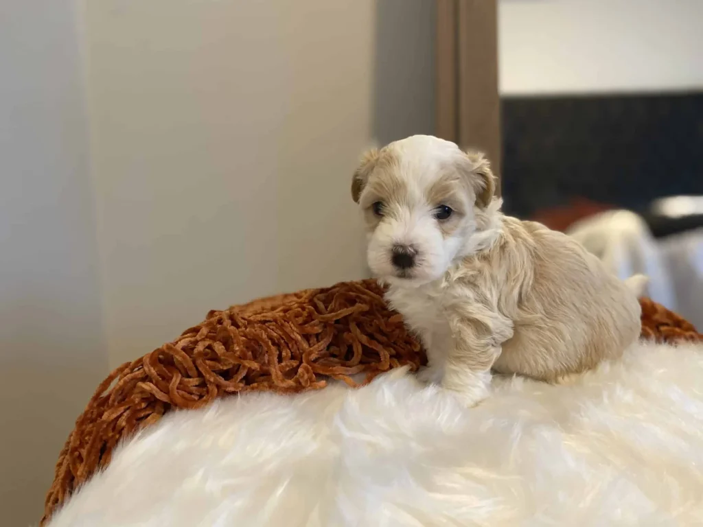 How big do Havapoos get: Lemon, a Havapoo puppy from Home Raised Puppies