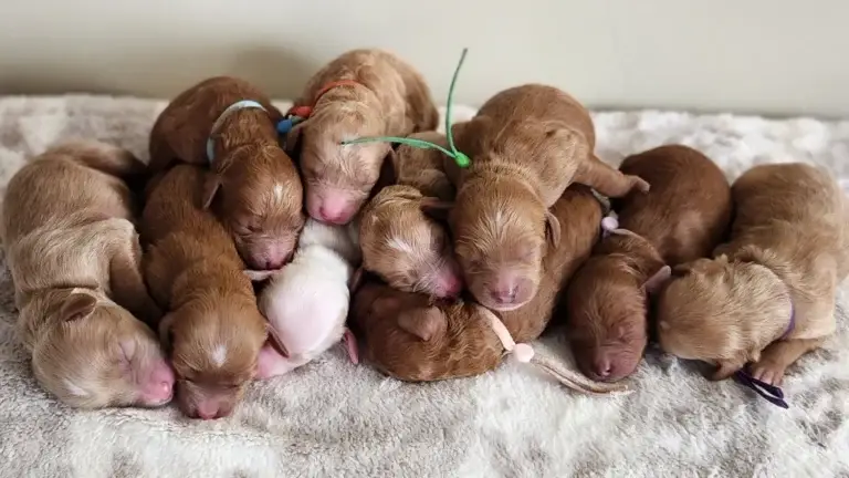 Libby's Petite Goldendoodle Litter, from Home Raised Puppies in Eagle Mountain, Utah