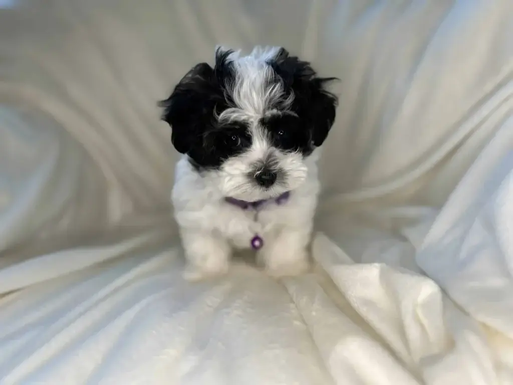 Havapoo exercise needs: Lil Sis, a Havapoo puppy from Home Raised Puppies