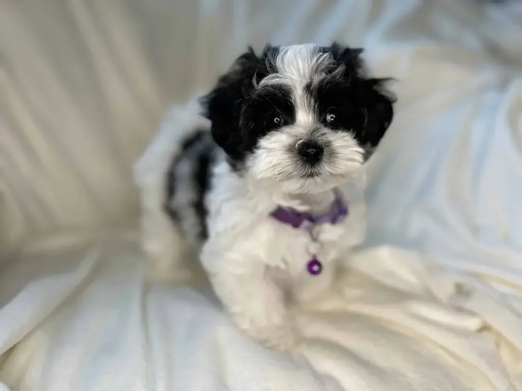 Havapoo pros and cons: Lil Sis, a Havapoo puppy from Home Raised Puppies