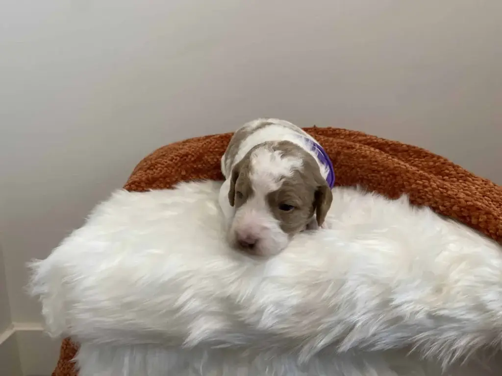 Goldendoodle lifespan: Lilac, a Goldendoodle puppy from Home Raised Puppies