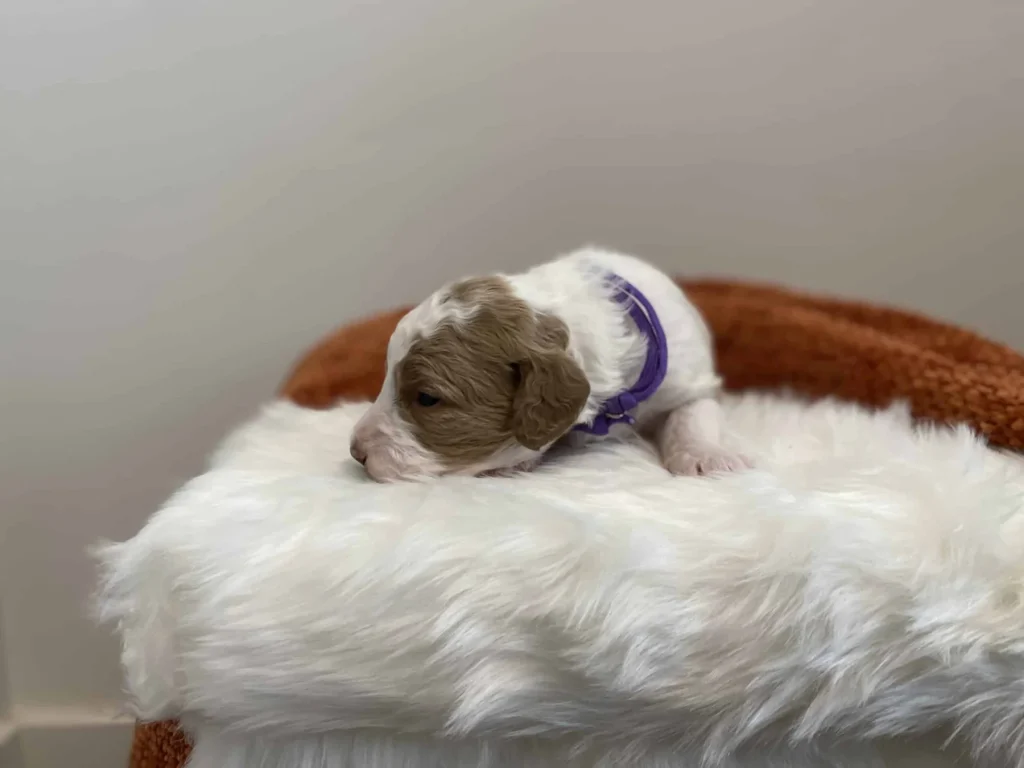 Goldendoodle grooming: Lilac, a Goldendoodle puppy from Home Raised Puppies