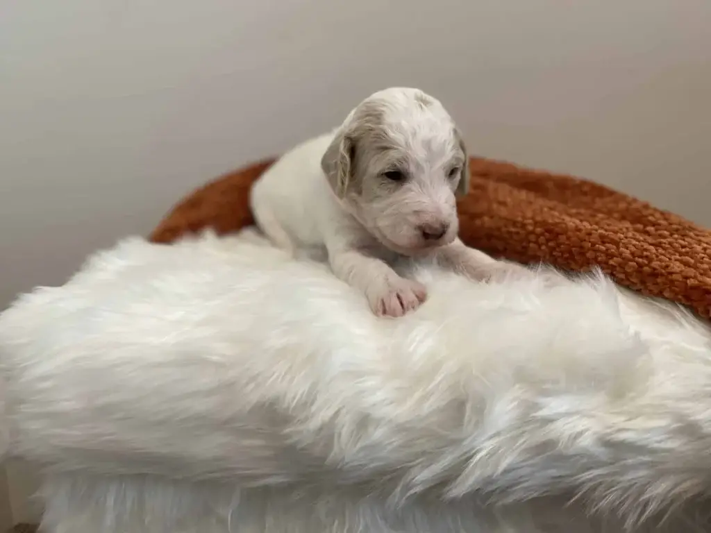 Are Goldendoodles hypoallergenic: Lily Girl, a Goldendoodle puppy from Home Raised Puppies
