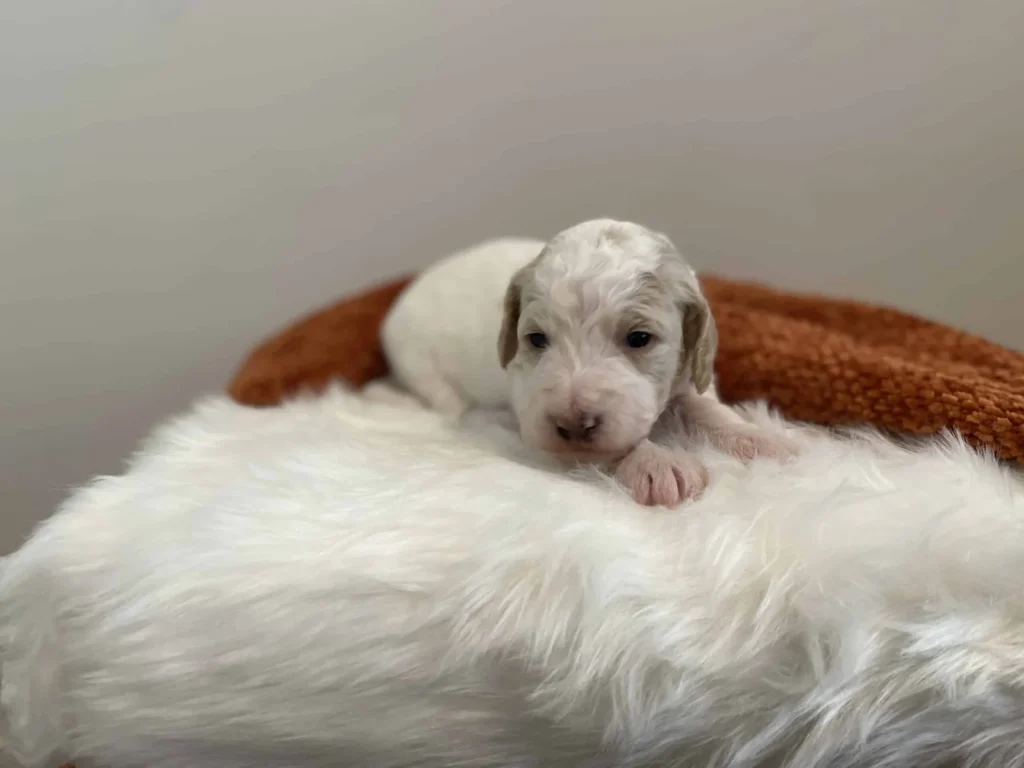 Mini Goldendoodle: Lily Girl, a Goldendoodle puppy from Home Raised Puppies