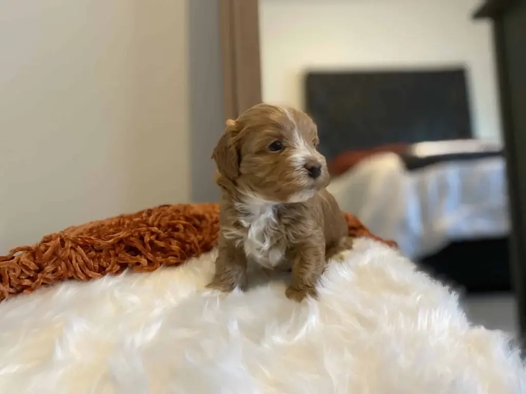 Puppy proofing: Lime, a Havapoo puppy from Home Raised Puppies