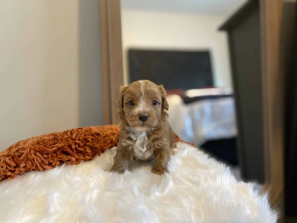 Havapoo vs Havanese: Lime, a Havapoo puppy from Home Raised Puppies