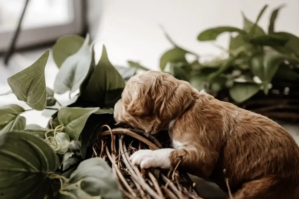 When to spay or neuter a small dog: Lord, a Goldendoodle puppy from Home Raised Puppies
