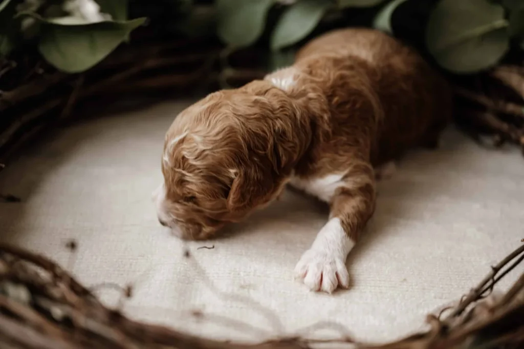 How much do puppies sleep: Lord, a Goldendoodle puppy from Home Raised Puppies
