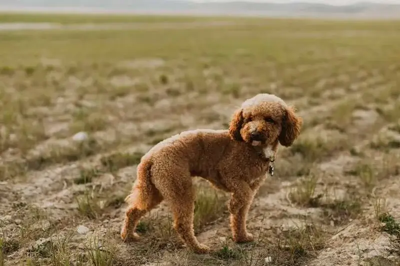 Bluebell, a Goldendoodle puppy from Home Raised Puppies in Eagle Mountain, Utah