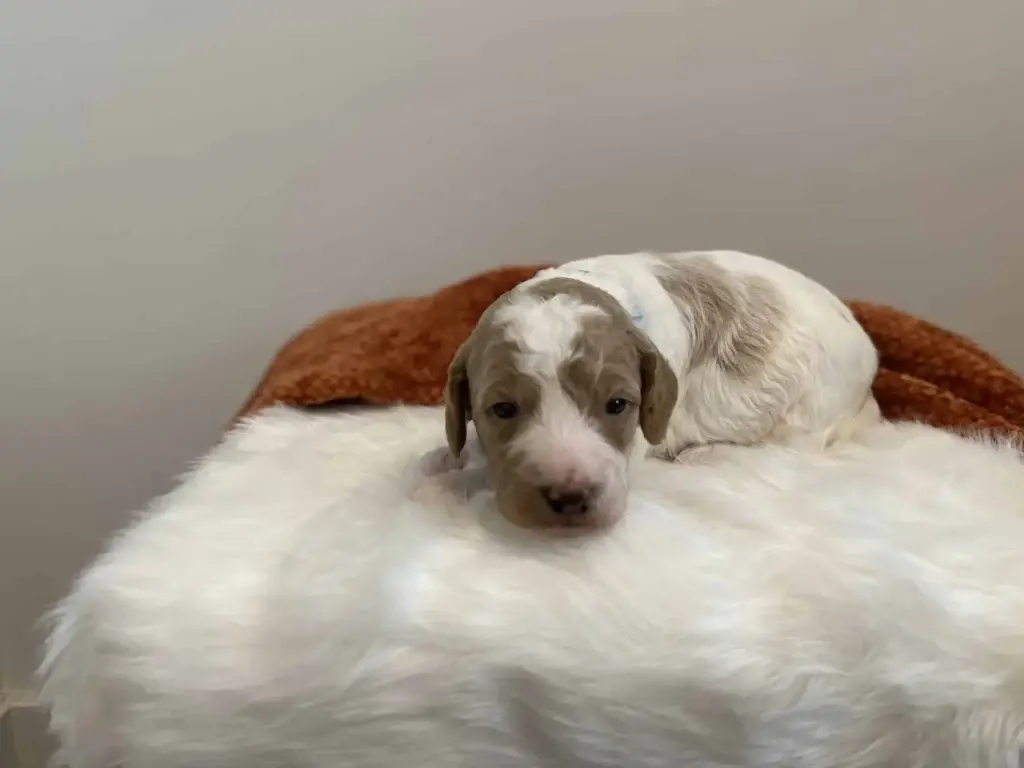 Havapoo vs mini Goldendoodle: Bluebell, a Goldendoodle puppy from Home Raised Puppies