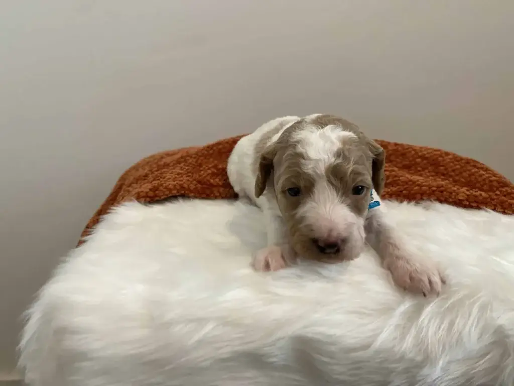 Goldendoodle temperament: Bluebell, a Goldendoodle puppy from Home Raised Puppies