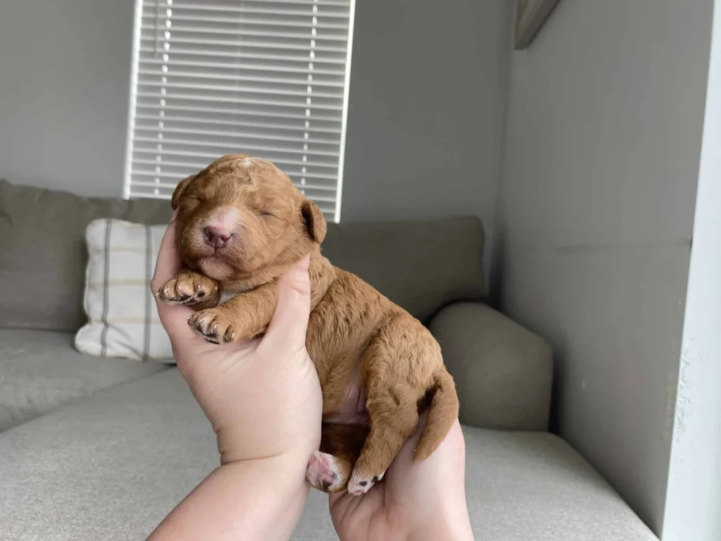 Puppy diarrhea: Meg March, a Goldendoodle puppy from Home Raised Puppies