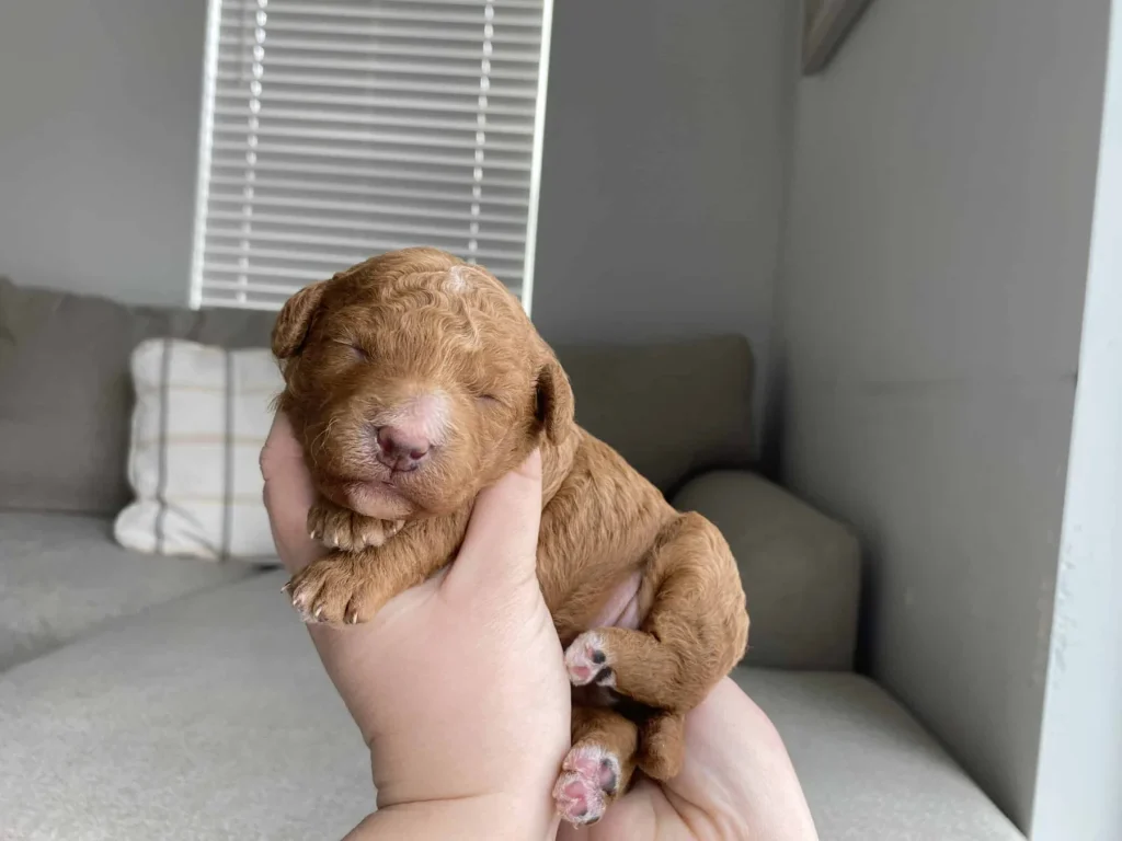 Flea and tick prevention for puppies: Meg March, a Goldendoodle puppy from Home Raised Puppies
