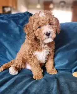 Moxies Mini Goldendoodle Litter, Ready Now!, from Home Raised Puppies in Eagle Mountain, Utah