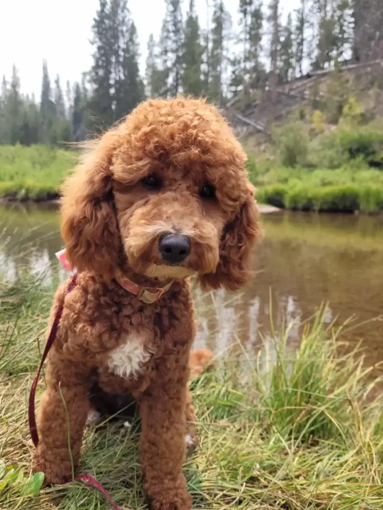 Moxy, one of the parent dogs at Home Raised Puppies in Eagle Mountain, Utah