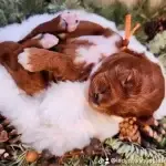 Moxy, one of the parent dogs at Home Raised Puppies in Eagle Mountain, Utah