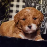 Moxy, one of the parent dogs at Home Raised Puppies in Eagle Mountain, Utah