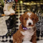 Moxy, one of the parent dogs at Home Raised Puppies in Eagle Mountain, Utah