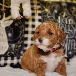 Moxy, one of the parent dogs at Home Raised Puppies in Eagle Mountain, Utah