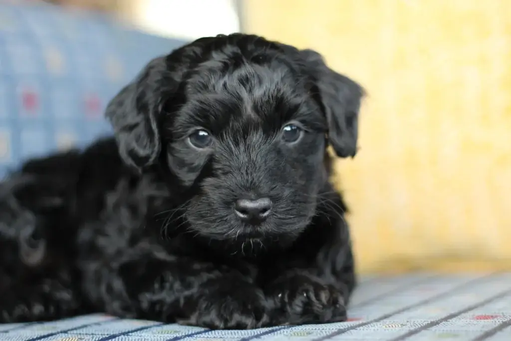 Onyx, Havapoo puppy available in Eagle Mountain, Utah