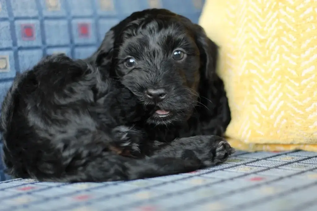 Onyx the black Havapoo puppy resting curled up on a couch