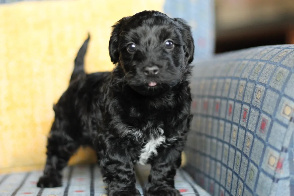 Onyx, a Havapoo puppy with a white chest patch, standing on a couch