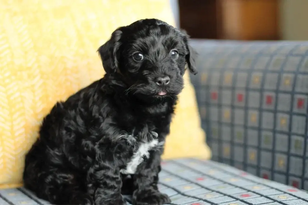 Onyx the Havapoo puppy sitting up with a white chest marking