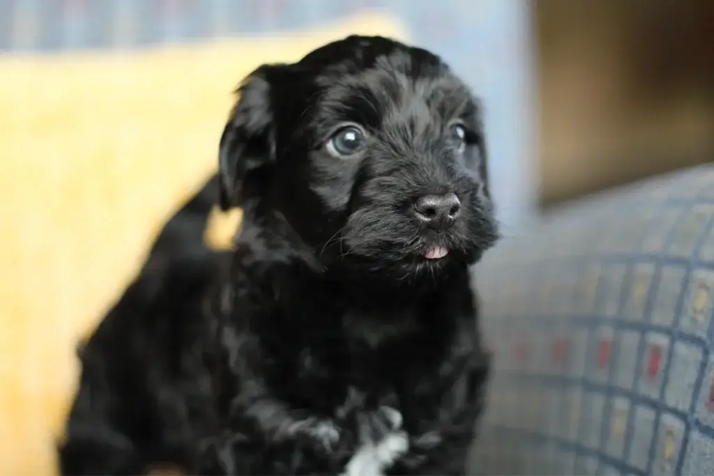 Onyx, a playful black Havapoo puppy, sitting and looking up