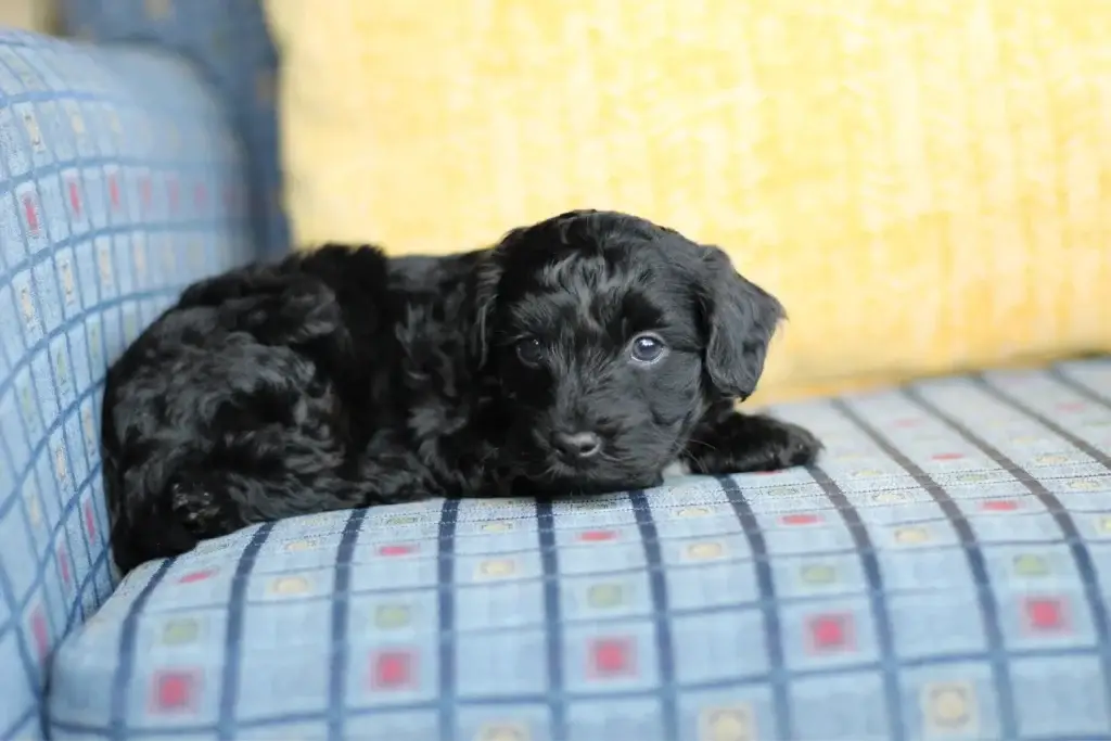 Onyx the Havapoo puppy relaxing on a blue couch