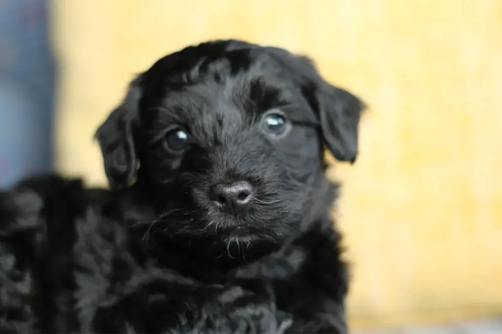 Close-up of Onyx, a black male Havapoo puppy, in front of a yellow pillow