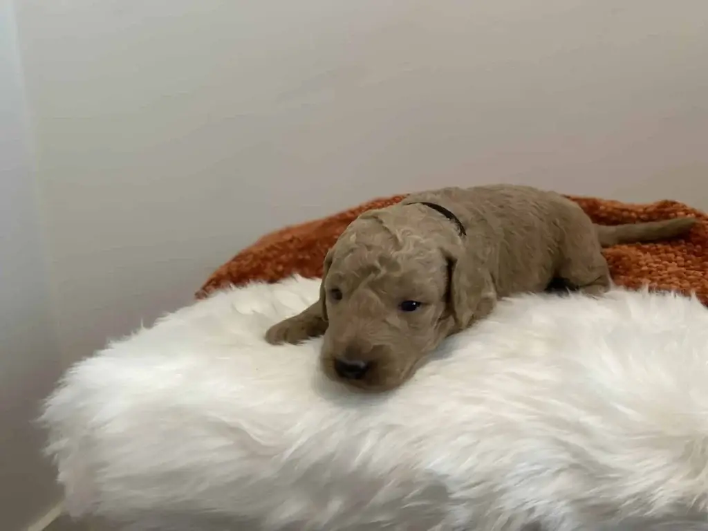 Goldendoodle training: Onyx, a Goldendoodle puppy from Home Raised Puppies
