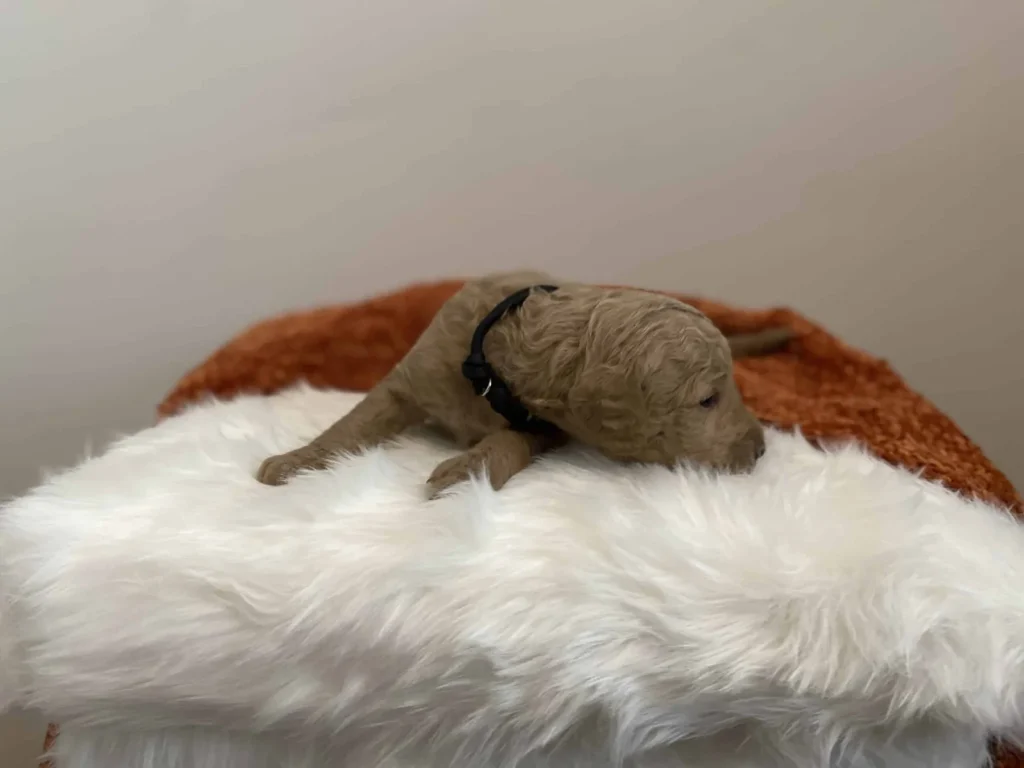 Onyx, a Goldendoodle puppy from Home Raised Puppies in Eagle Mountain, Utah