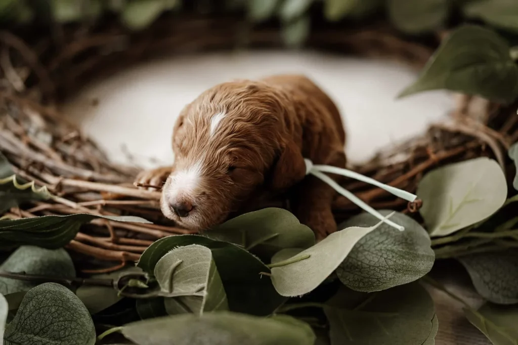 Pet insurance for puppies: Prince, a Goldendoodle puppy from Home Raised Puppies