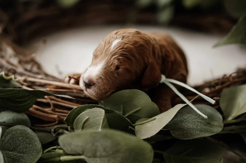 Microchipping a puppy: Prince, a Goldendoodle puppy from Home Raised Puppies
