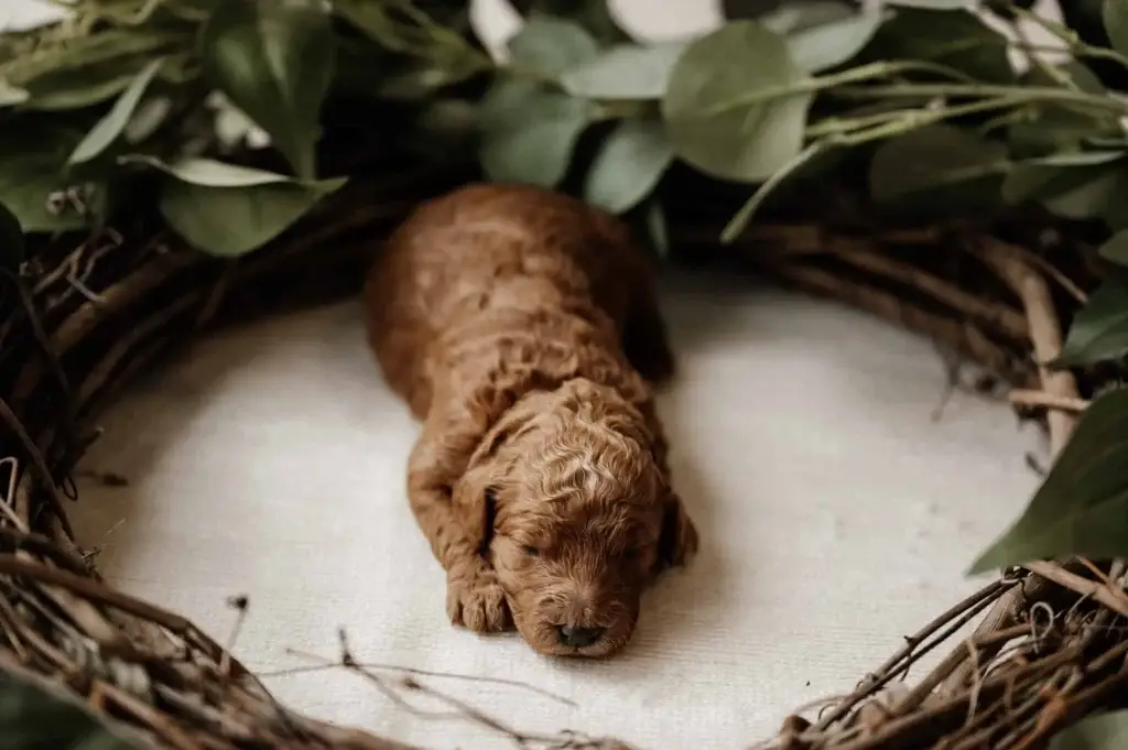 Umbilical hernia in puppies: Princess, a Goldendoodle puppy from Home Raised Puppies