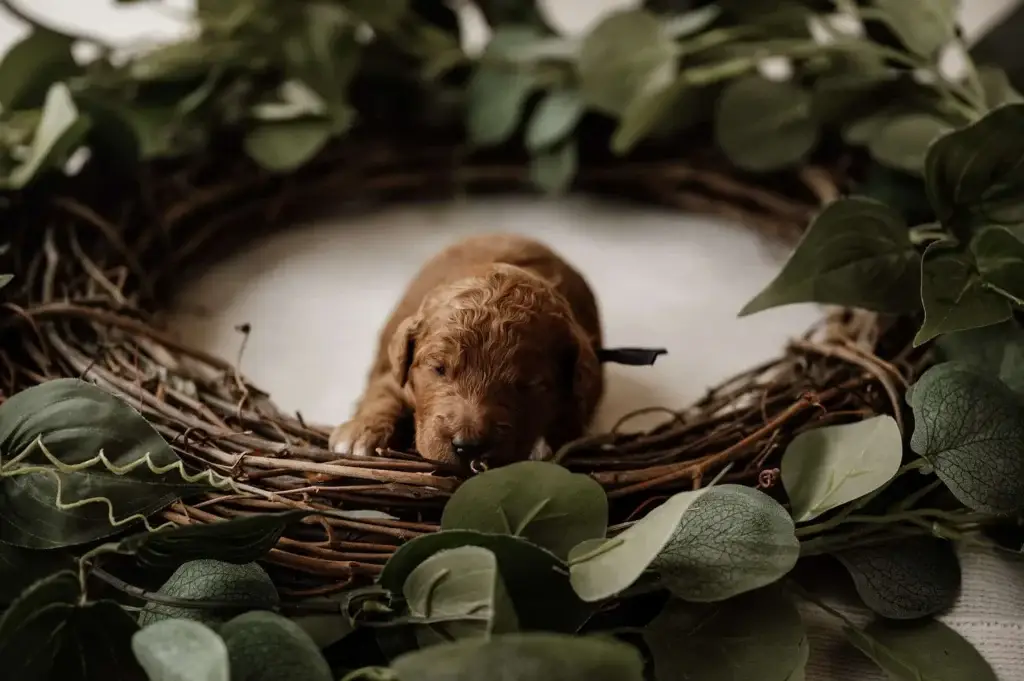 Puppy blues: Queen, a Goldendoodle puppy from Home Raised Puppies