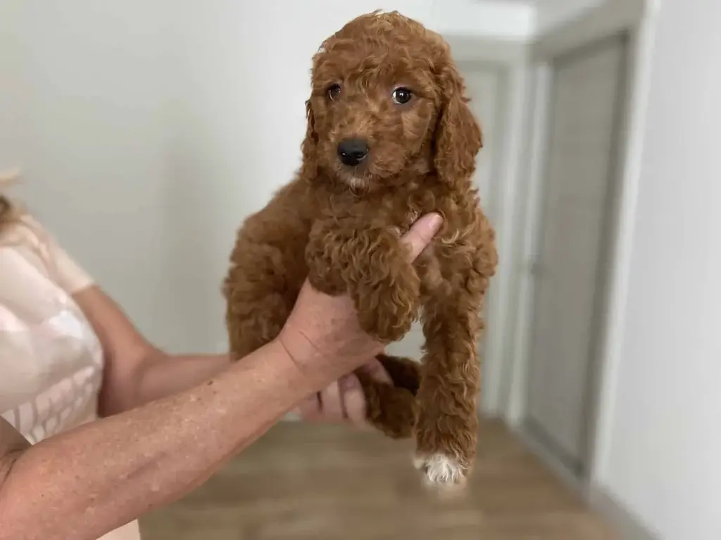 Working full time with a puppy: Queen, a Goldendoodle puppy from Home Raised Puppies