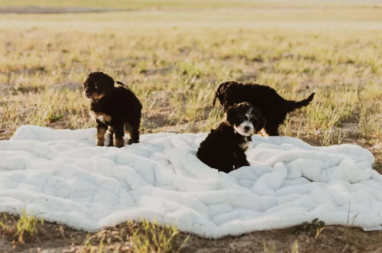 Raising a Bernedoodle Puppy: Tips for a Happy, Healthy Furry Friend ?, from Home Raised Puppies in Eagle Mountain, Utah