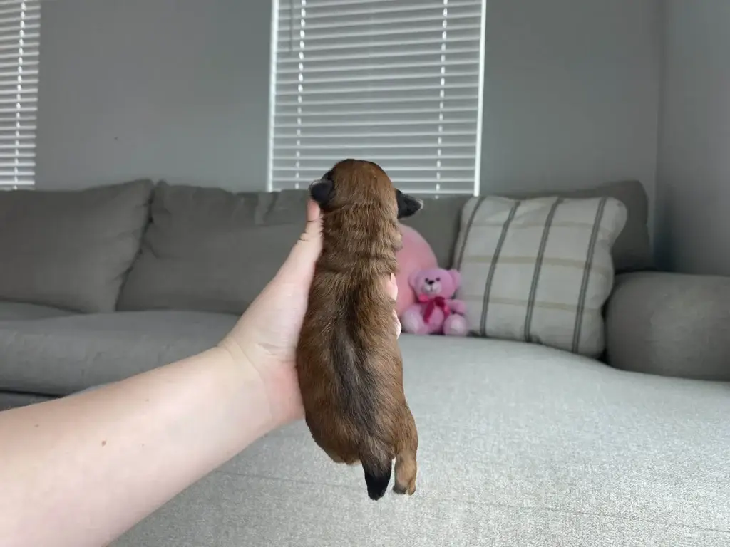 Dog tear stains: Rapunzel, a Havapoo puppy from Home Raised Puppies
