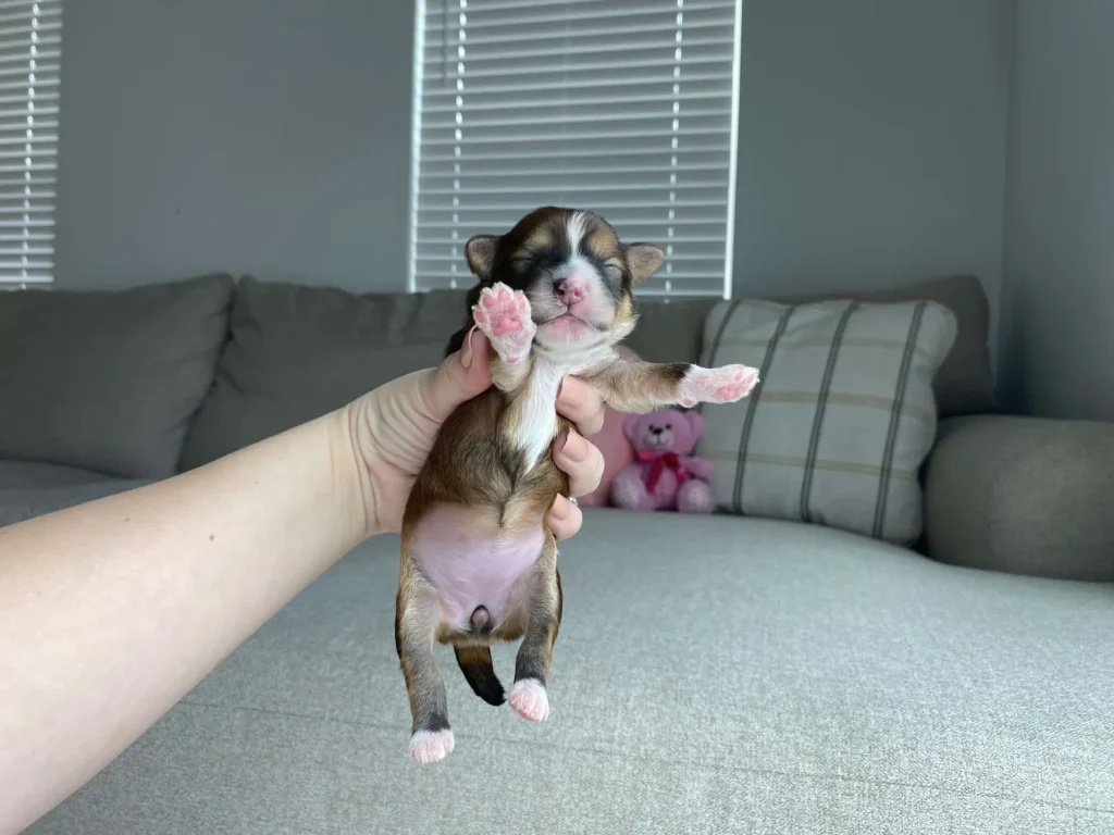 Reverse sneezing in dogs: Rapunzel, a Havapoo puppy from Home Raised Puppies