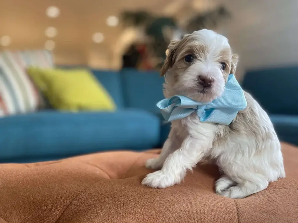 Havapoo lifespan: Raspberry, a Havapoo puppy from Home Raised Puppies