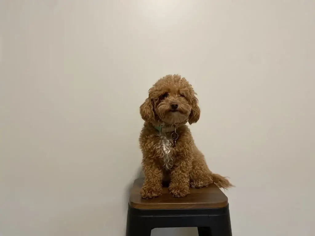 Havapoo temperament: Raspberry, a Havapoo puppy from Home Raised Puppies