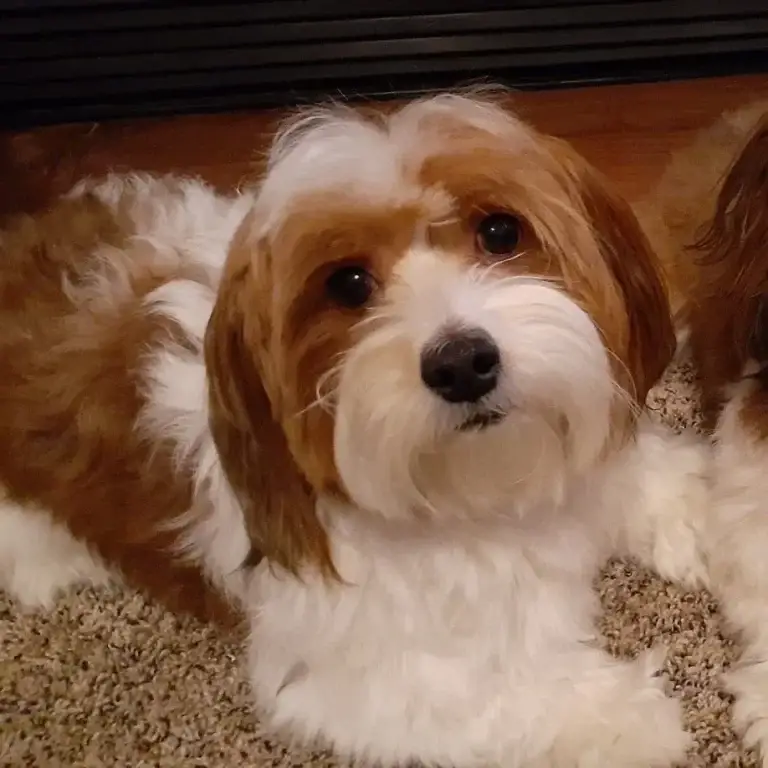 Raspberry, a Havapoo puppy from Home Raised Puppies in Eagle Mountain, Utah