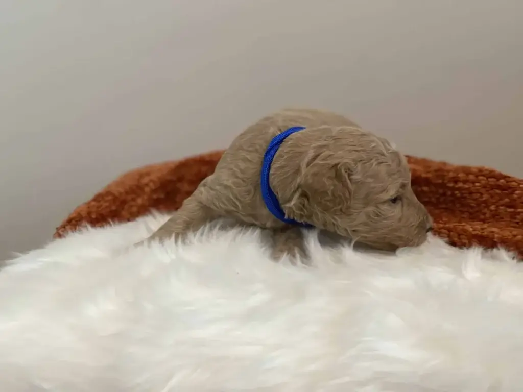 Goldendoodle pros and cons: River, a Goldendoodle puppy from Home Raised Puppies