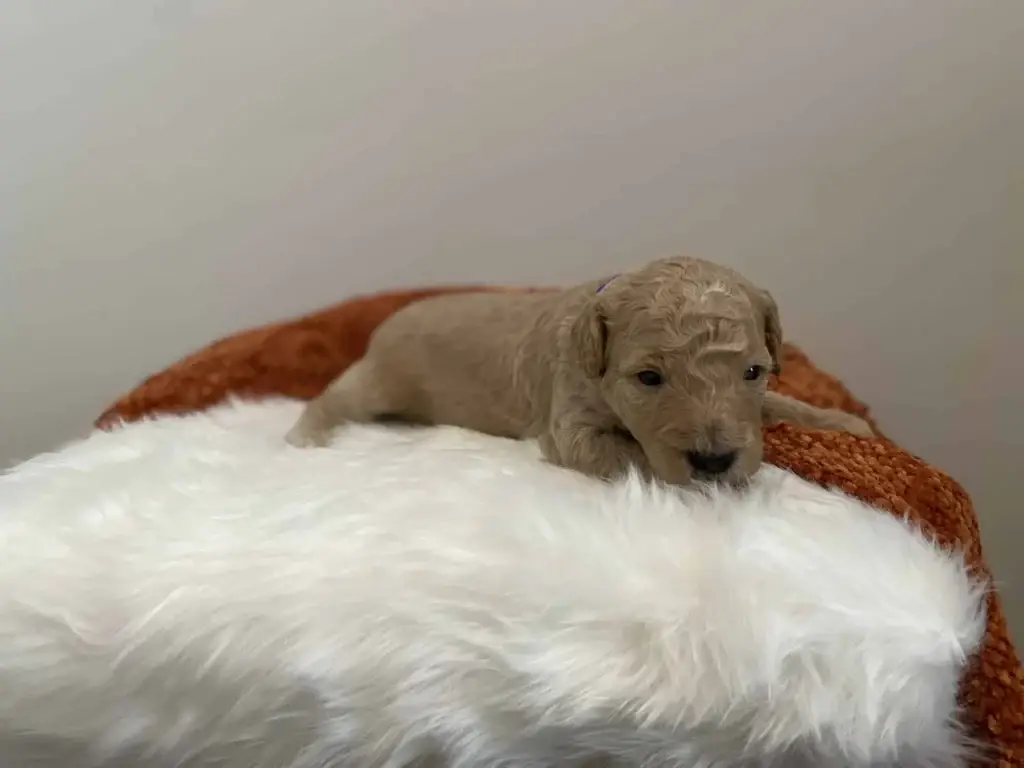 Puppy scams: River, a Goldendoodle puppy from Home Raised Puppies