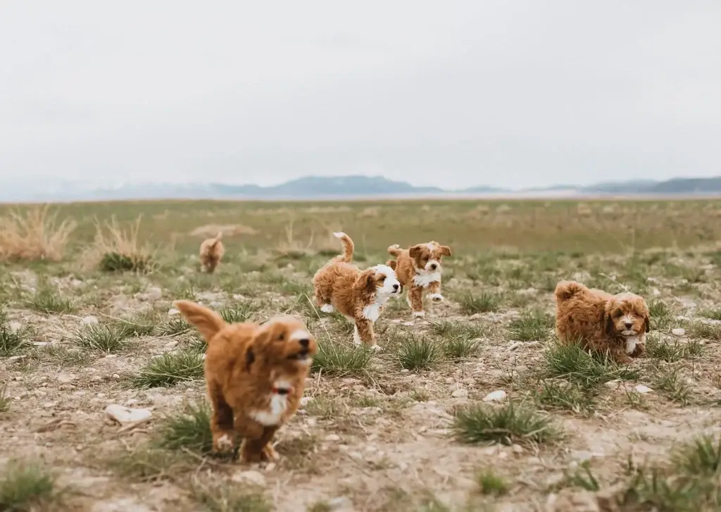 The Joys of Raising a Goldendoodle Puppy, from Home Raised Puppies in Eagle Mountain, Utah
