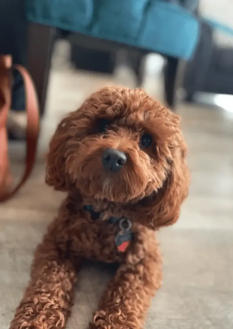 Theo, from Home Raised Puppies in Eagle Mountain, Utah