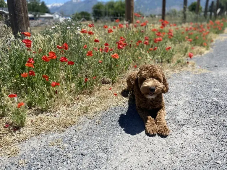 Tobi, one of the parent dogs at Home Raised Puppies in Eagle Mountain, Utah