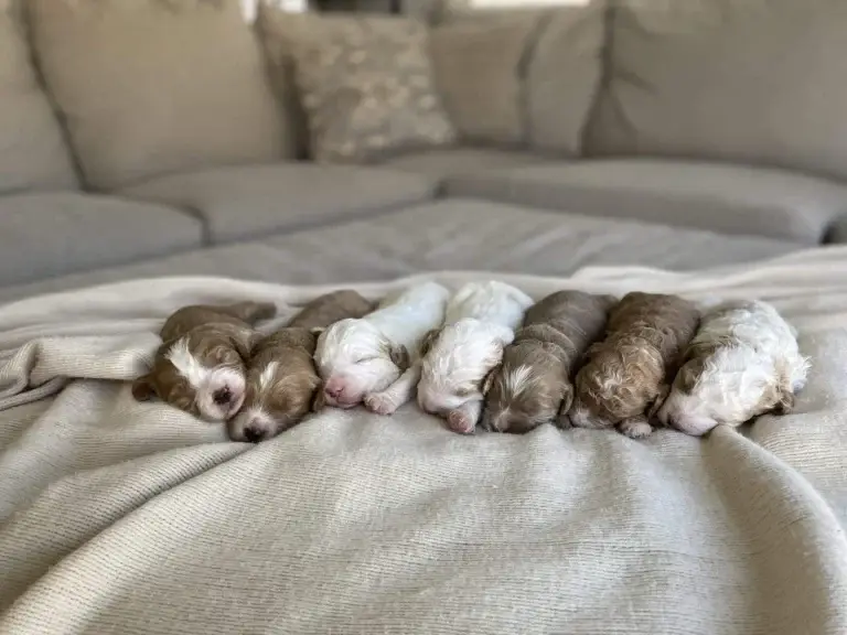 Tobi's Mini Goldendoodle Puppies, from Home Raised Puppies in Eagle Mountain, Utah